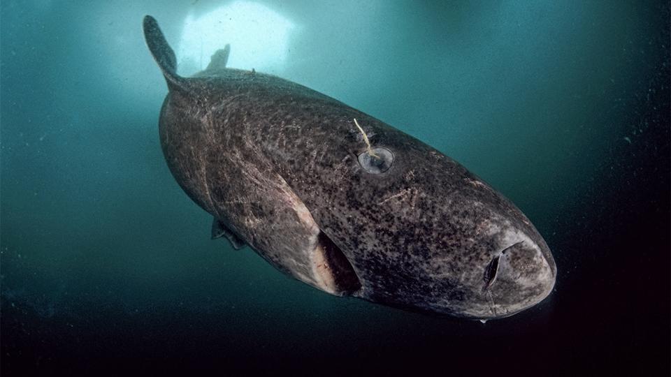 How Greenland Sharks Keep Their Vision For 400 Years