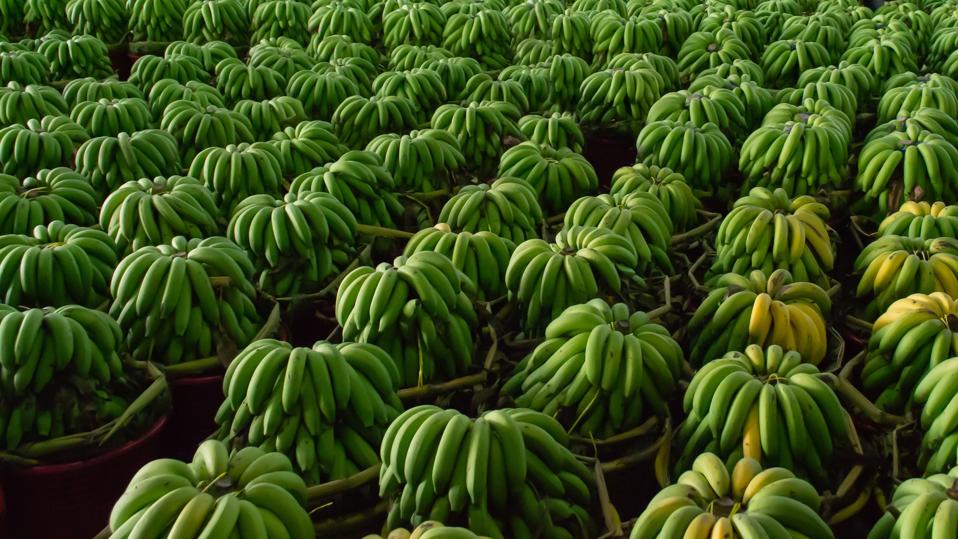 bananas and semaglutide The Bananas We Eat Every Day Might Be Going Extinct — A Biologist  Highlights An Impending Disaster