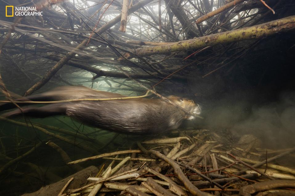 An Unlikely Climate Hero Is Making A Comeback