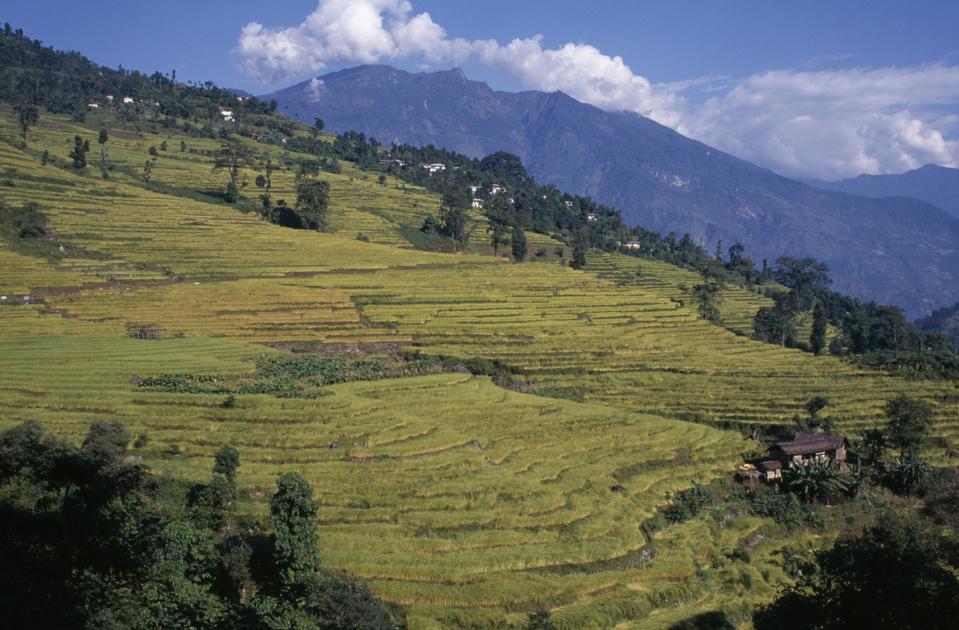 How Sikkim In India Became The World’s First Fully Organic State