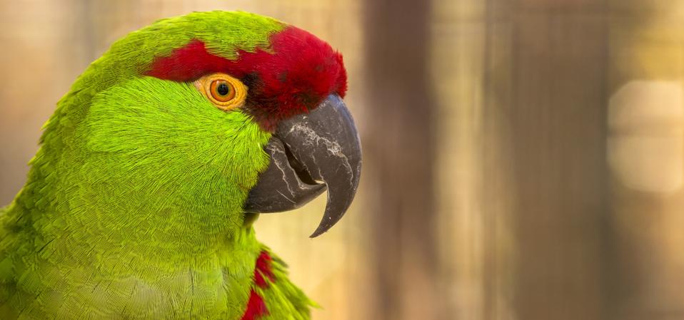 Native Parrots Meet America's Only 3 Native Parrots — One Is Extinct, One Relocated To ...