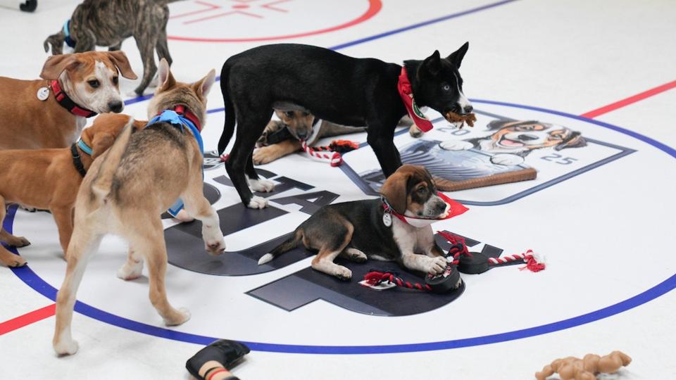 NHL’s 2025 ‘Stanley Pup’ Rescue Dog Competition To Air In June