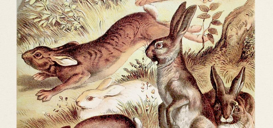 Rabbits And Hares, Buffalo And Bison — A Biologist Sets The Record ...