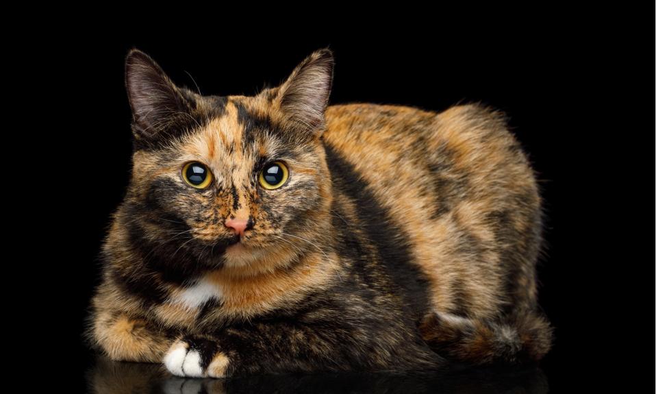 Turtle Color Cat Orange Fur Created By A Unique Mutation In Domestic Cats
