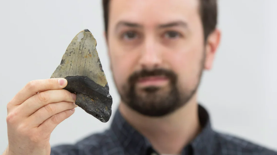Lead study author Jeremy McCormack of Goethe University in Frankfurt, Germany, holds up a fossilized megalodon tooth.