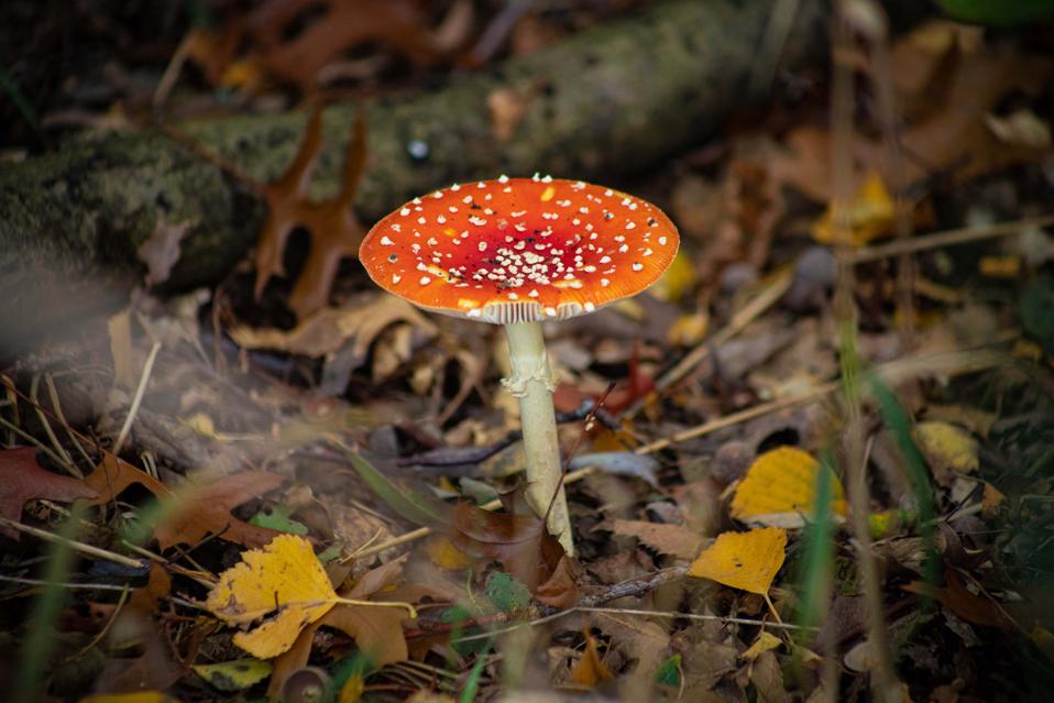 Autumn In The Netherlands