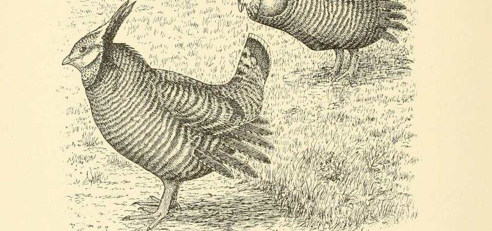 A_history_of_the_game_birds,_wild_fowl_and_shore_birds_of_Massachusetts_and_adjacent_states_(Plate_XI)_(7887192560)