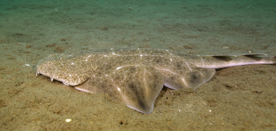 Angelshark in Cardigan Bay