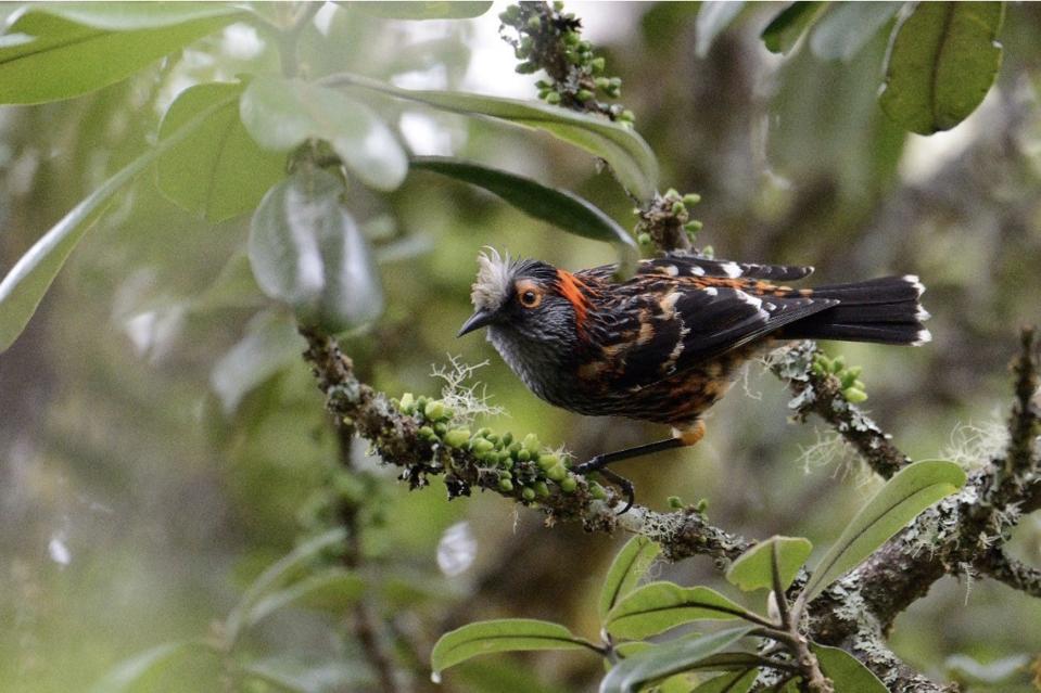 'Ākohekohe (Palmeria dolei), or crested honeycreeper (Via USFWS / public domain.)