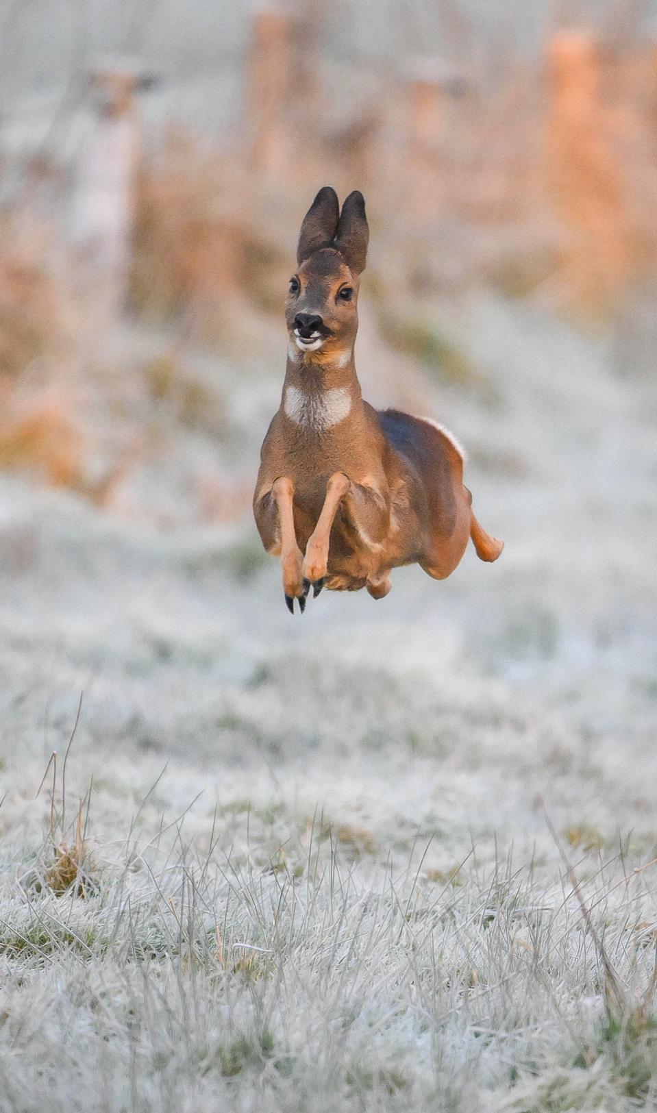 A Roedeer joyfully running around in the Netherlands