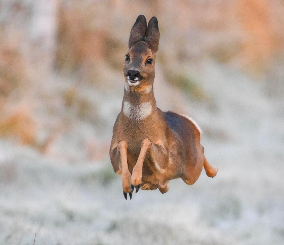 A Roedeer joyfully running around in the Netherlands