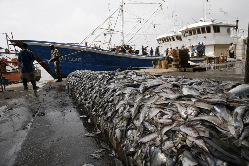 A view of fishes seized 27 December 2007