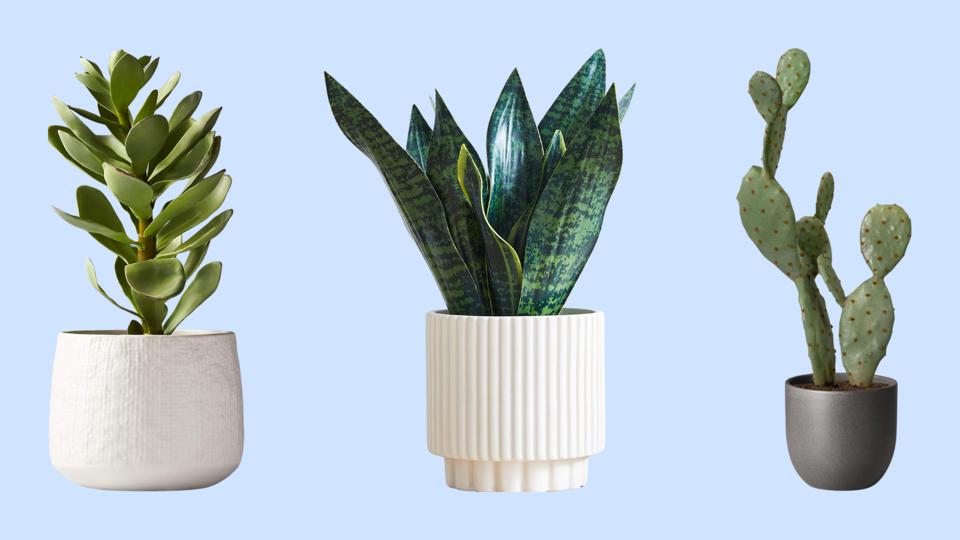 Graphic The 12 Best Fake Plants That Don’t Require A Green Thumb