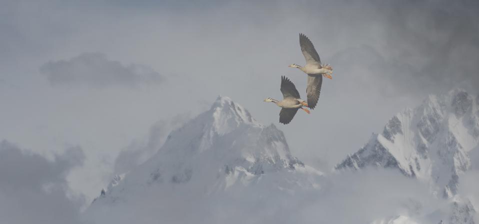 Bar Headed Goose Flying over himalaya Mountain range