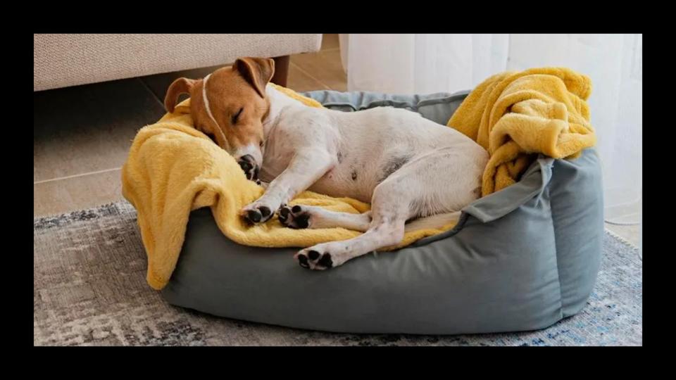How To Clean A Dog Bed 2025 Forbes Vetted