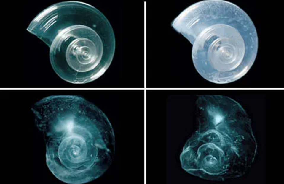 Lab tests show the effects of high-acidity environments on Pteropods.