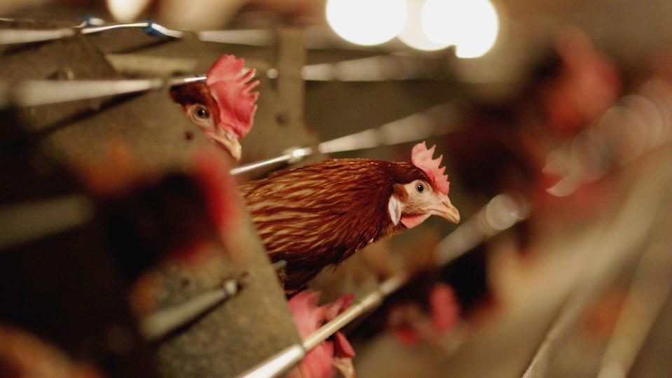 Battery hens sit in a chicken shed in Suffolk, England.