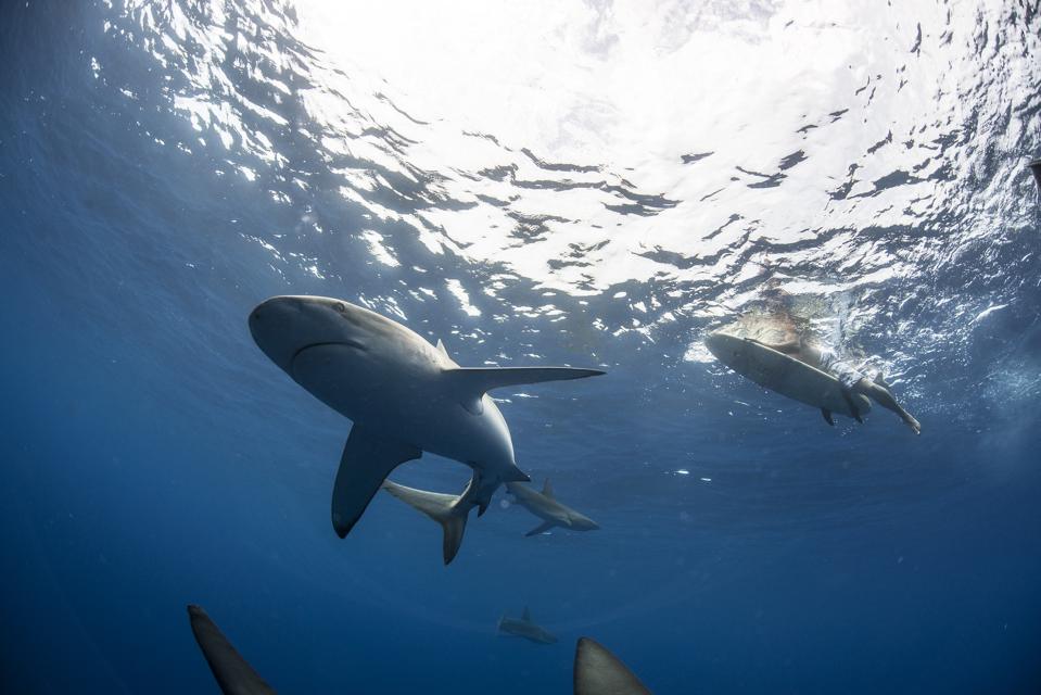 Low angle underwater view of surfer on surfboard with sharks, Colima, Mexico