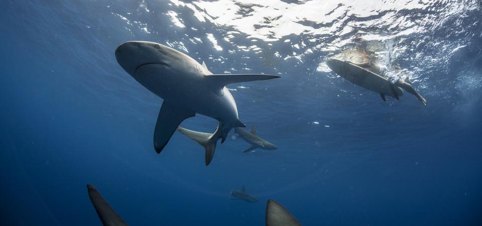 Low angle underwater view of surfer on surfboard with sharks, Colima, Mexico