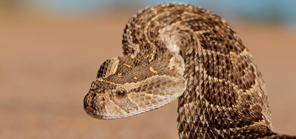 Defensive puff adder