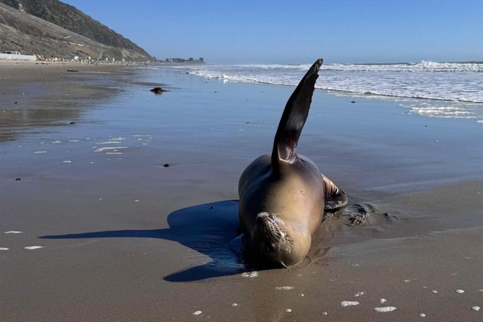 A sea lion with domoic acid poisoning experiencing involuntary muscle spasms.