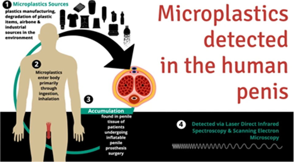 Microplastics have ben detected basically everywhere, including the brain and penis.
