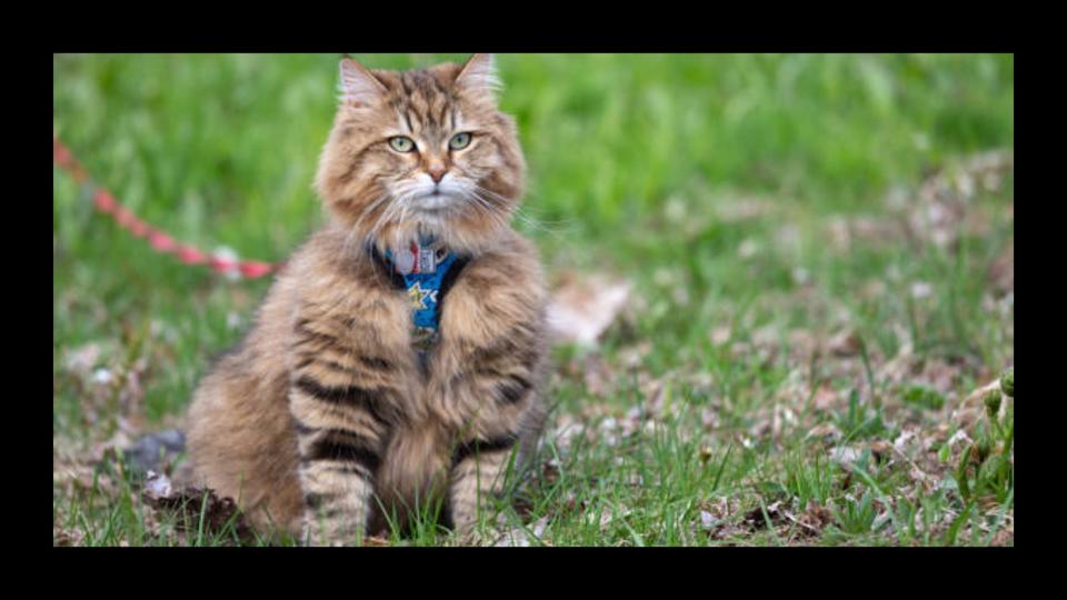 Graphic Letting Your Cat Outside: How To Safely Give Them Time Outdoors