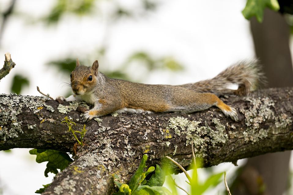 A squirrel on a branch with legs outstretched behind it to cool off