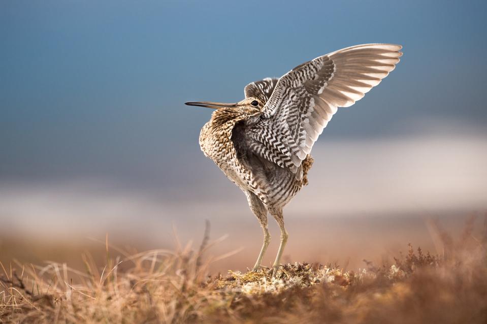 Great Snipe bird displaying