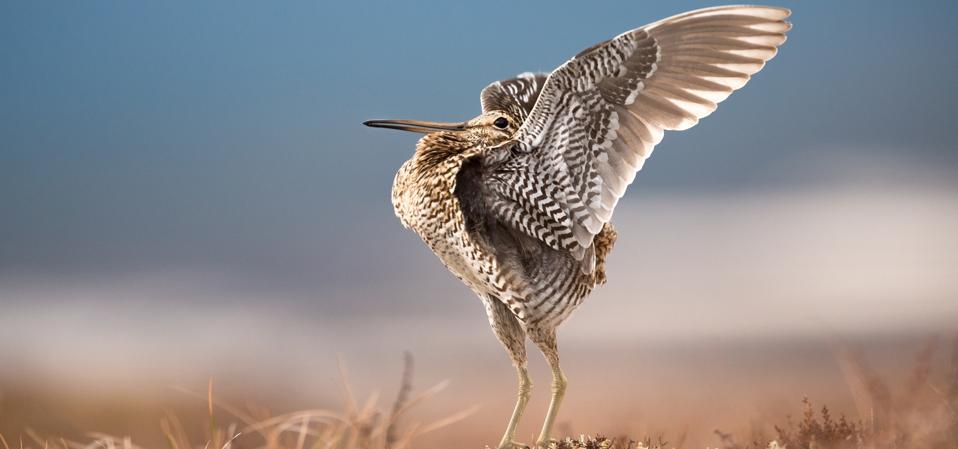 Great Snipe bird displaying