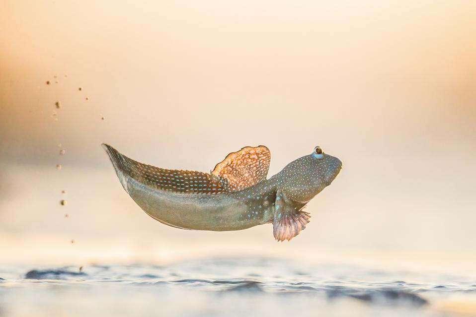 Photo Competition: A Mudskipper jumping over a mudflat inn Australia