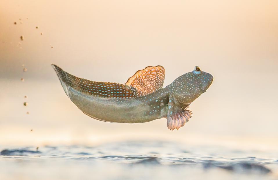 Photo Competition: A Mudskipper jumping over a mudflat inn Australia