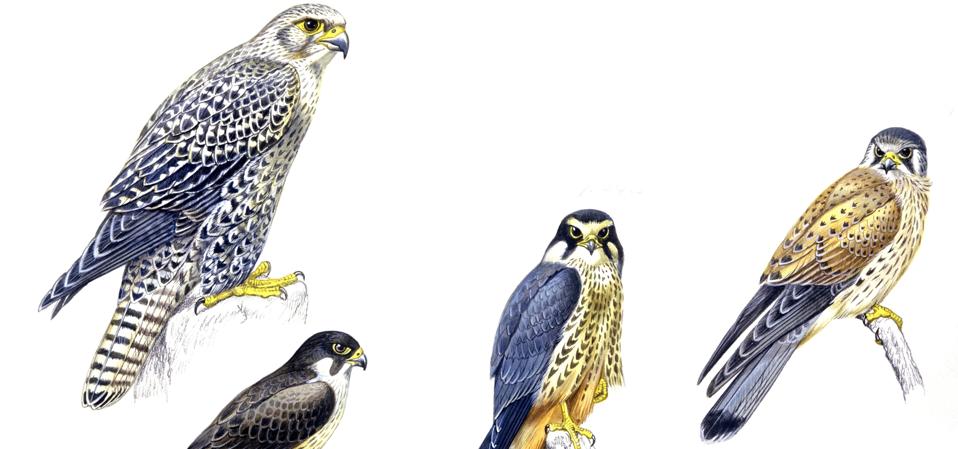 Birds: Falconiformes, Gyrfalcon (Falco rusticolus), Eleonora's Falcon (Falco eleonorae), Eurasian Hobby (Falco subbuteo), Common Kestrel (Falco tinnunculus), illustration.