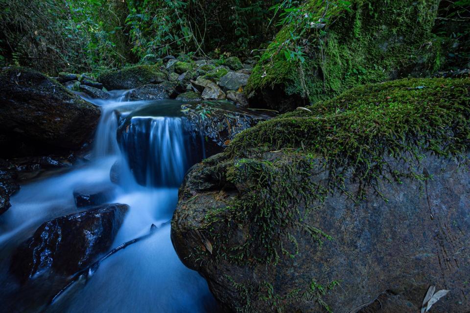 A stream close to where Pristimantis yonke was discovered. (Credit: Germán Chávez)