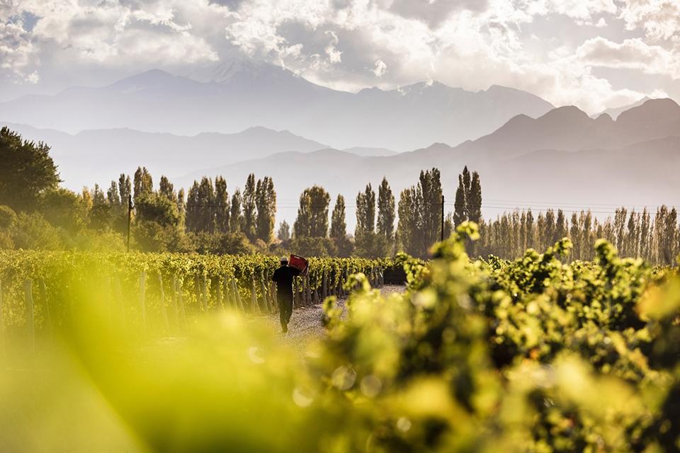 Terrazas de los Andes Vineyards