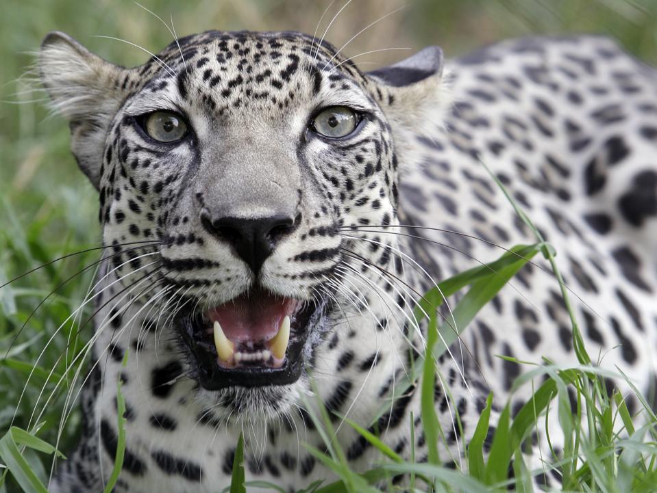 How Saudi Arabia Is Rescuing Endangered Arabian Leopards