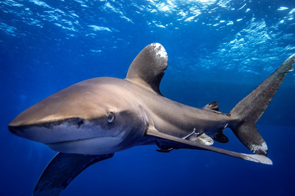 Endangered by extinction whitetip reef sharks and long-nosed spinner dolphins of Red Sea