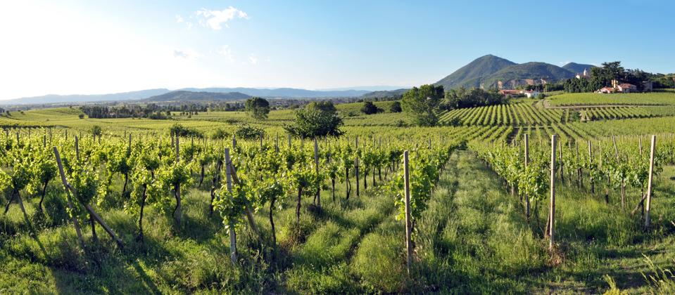 Serprino vineyards on Euganean Hills 21 bis