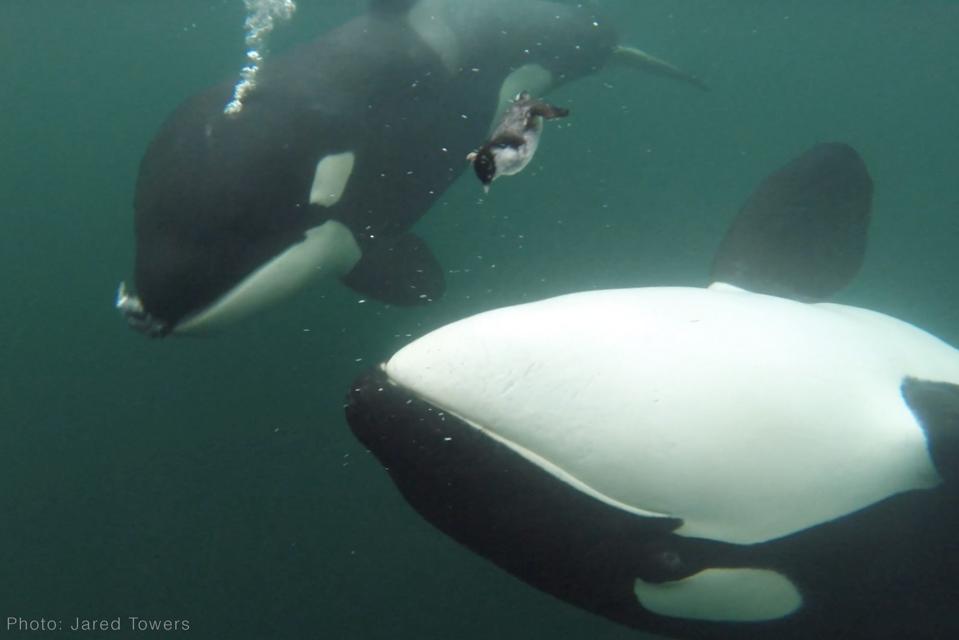 Food sharing amongst orcas (Credit: Jared Towers.)