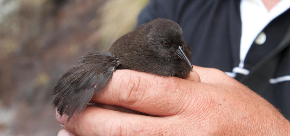 Inaccessible_Island_Flightless_Rail_showing_wing