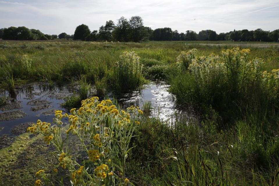 Peatlands Restoration To Offer Both Climate And Commercial Benefits