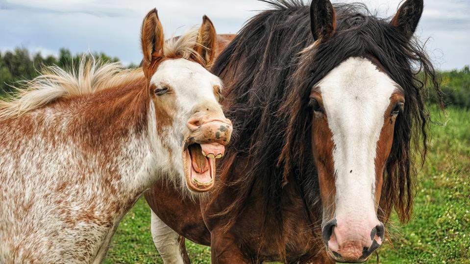 Young horse making a funny face