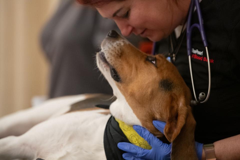 A dog donates blood and looks up at a veterinary technician.