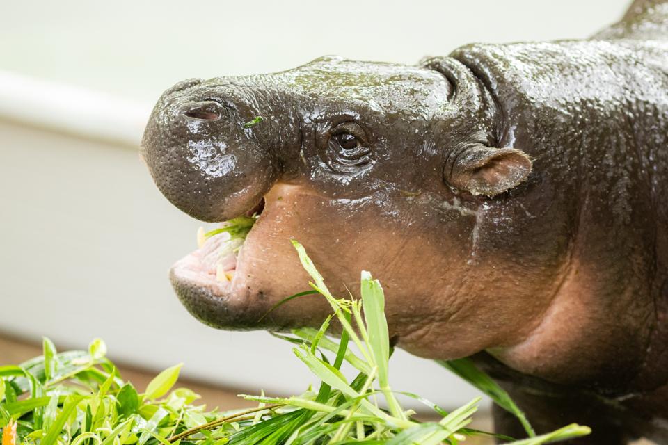 Moo Deng, World Famous Pygmy Hippo, Celebrates First Birthday