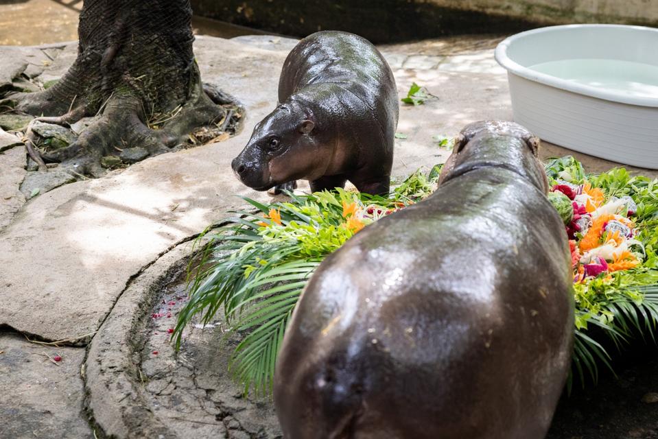 Moo Deng, World Famous Pygmy Hippo, Celebrates First Birthday