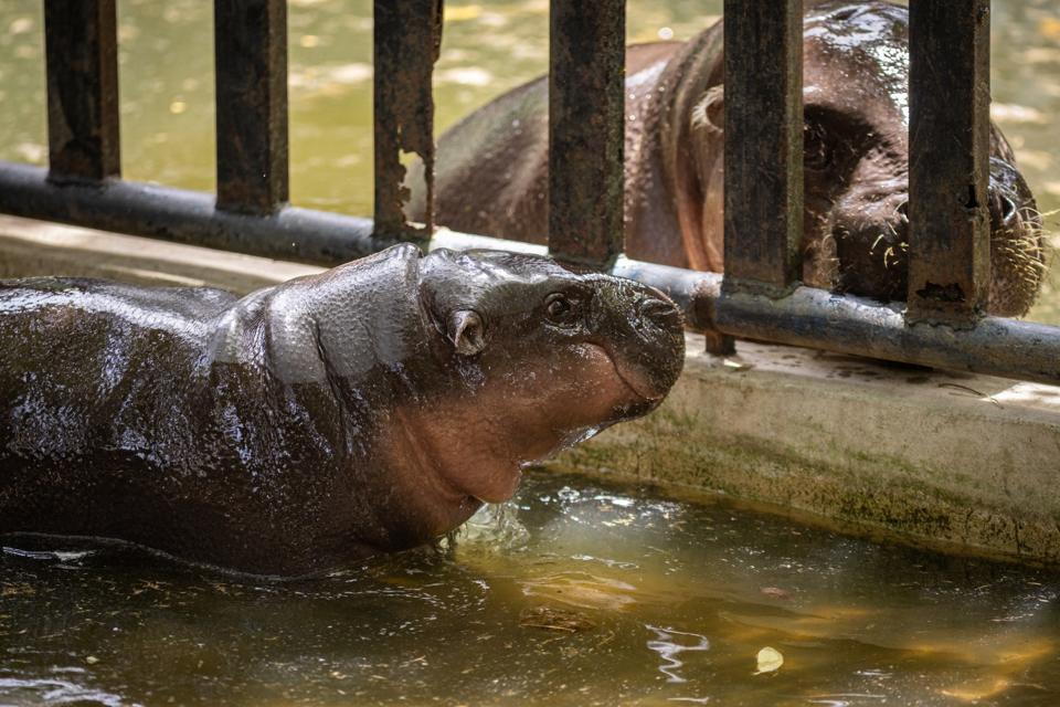 Moo Deng, World Famous Pygmy Hippo, Celebrates First Birthday