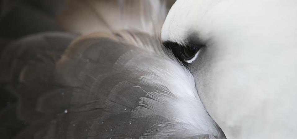 Laysan Albatross (Phoebastria immutabilis) adult at nest sleeping, Midway Atoll, Northwestern Hawaiian Islands