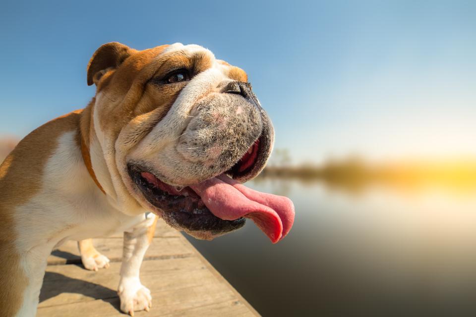 English bulldog standing on the dock throughout a heatwave.