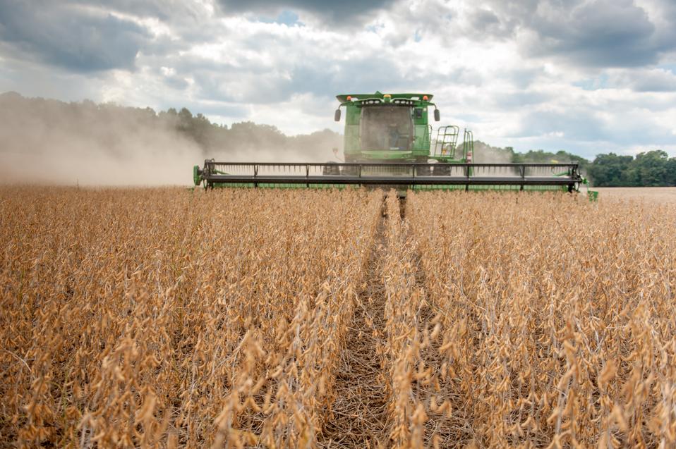 Soybean harvesting
