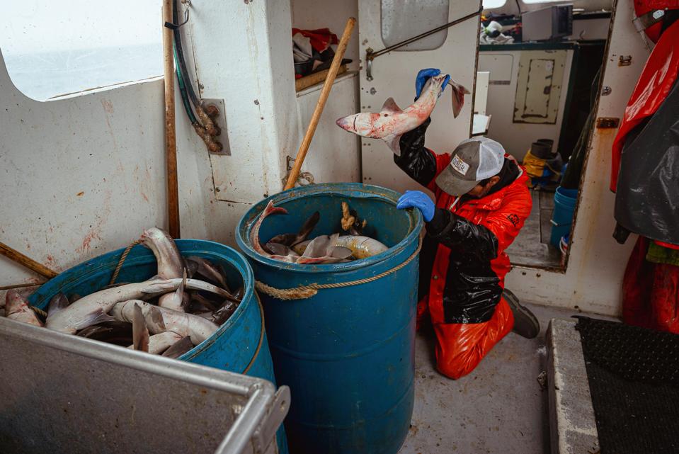 A crew member aboard a commercial fishing boat throws a shark into a bucket.